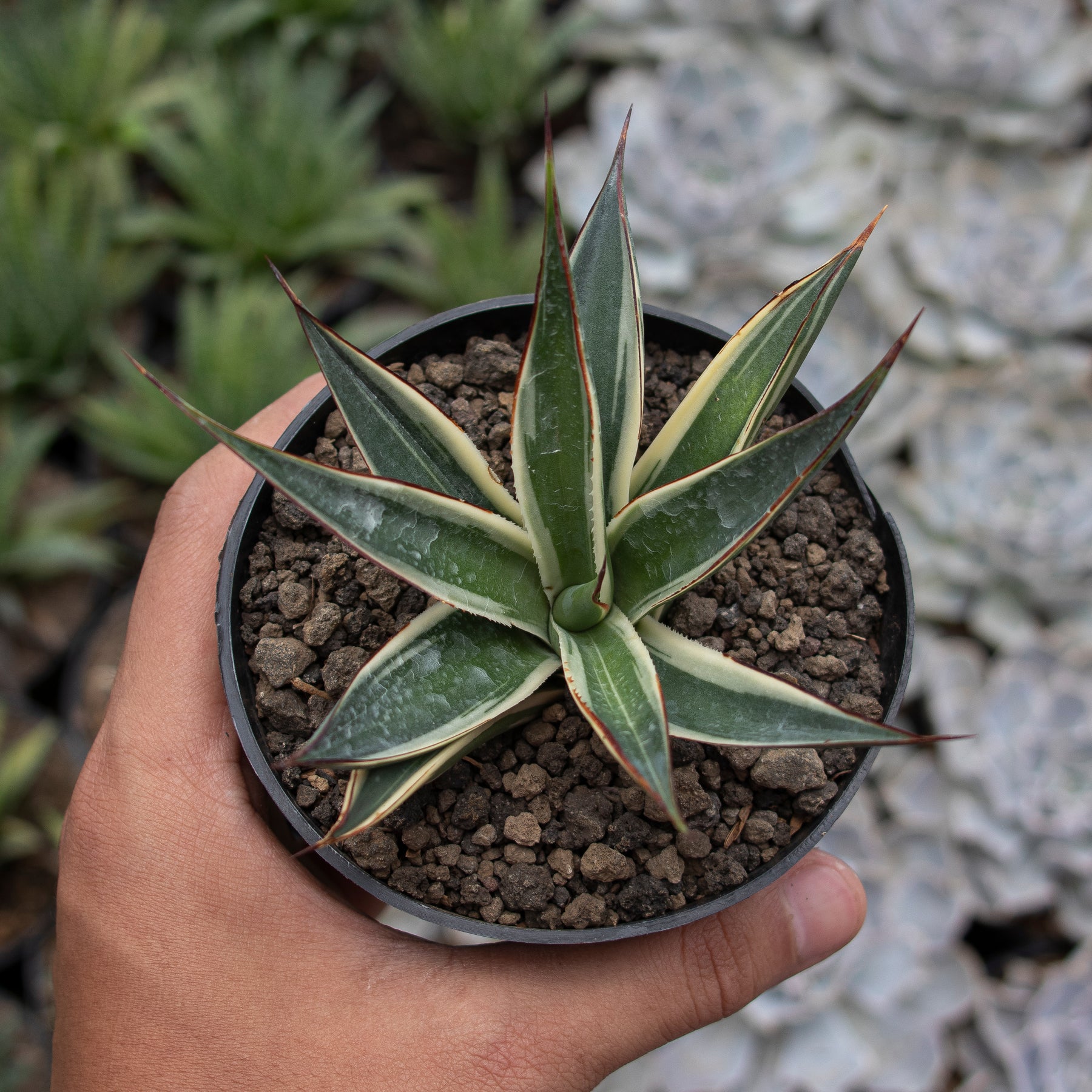 Agave 'Sun Glow' 51 植物 | red-village.com