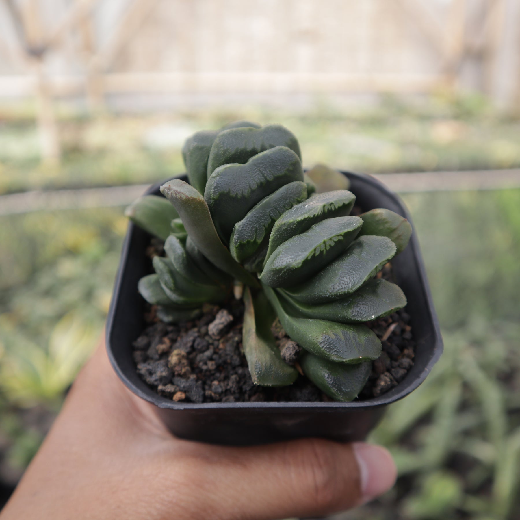 Haworthia Seiko Nishiki – Succulentasia