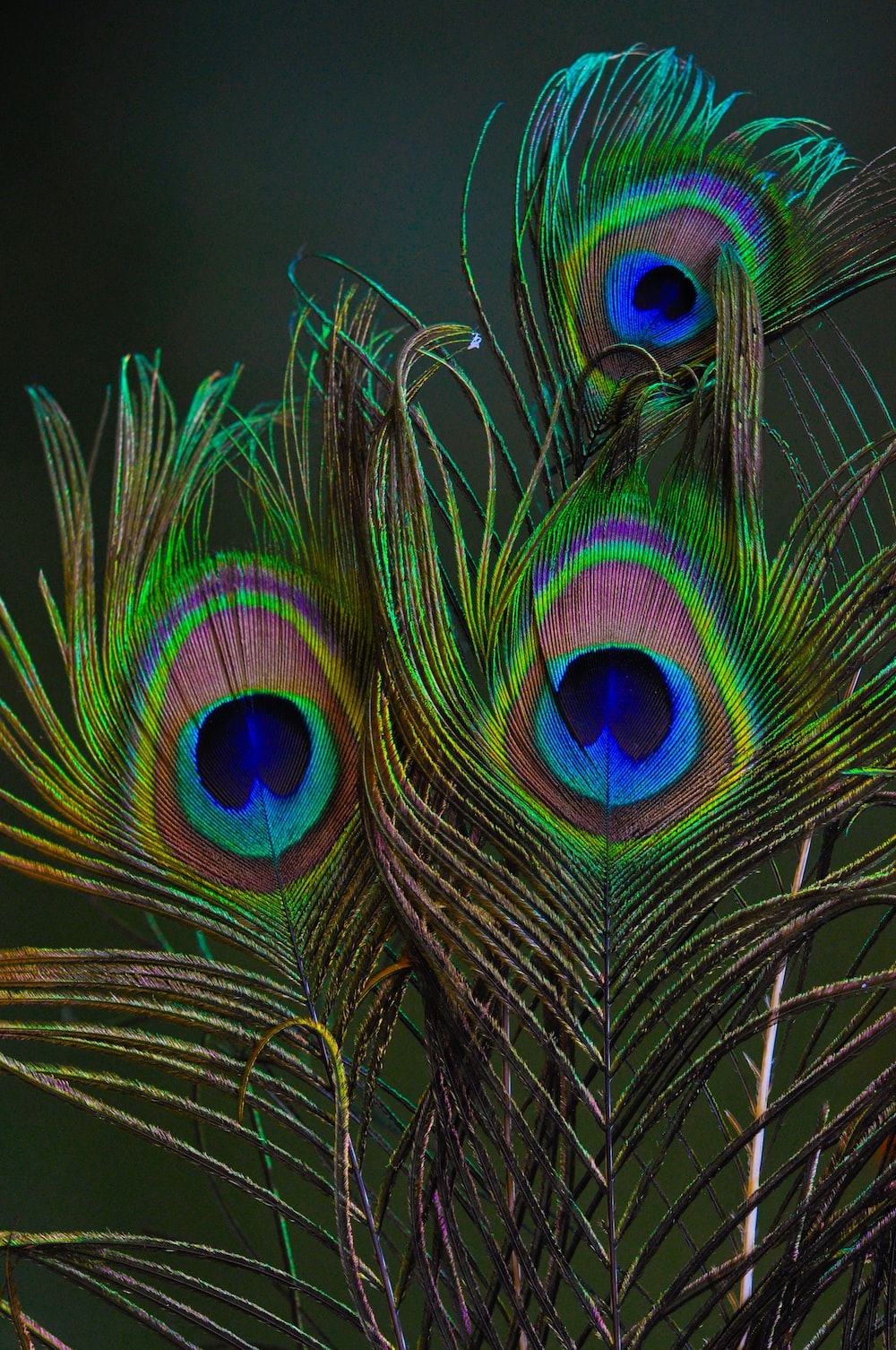 Peacock feathers, a symbol of Good Luck, piume di pavone