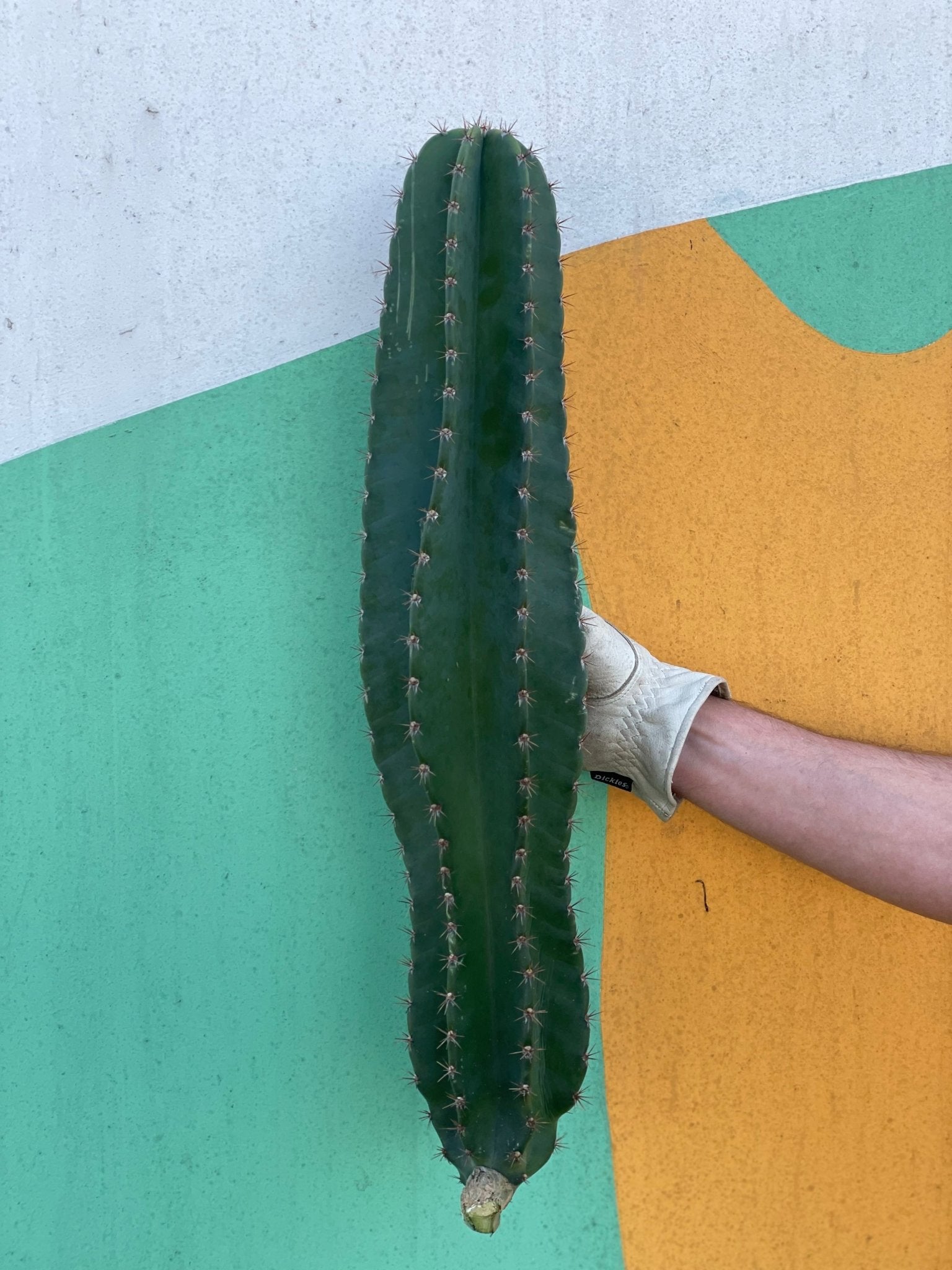 Small Peruvian Apple Cactus Cutting - Varnish  Vine product image