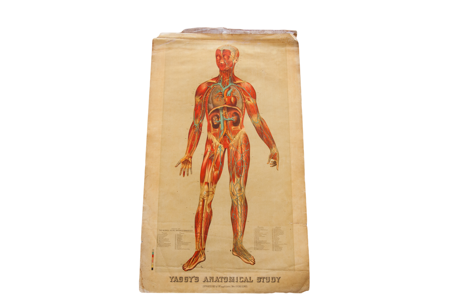 Antique 19th Century Anatomical Chart Yaggys Muscle Skeleton Man