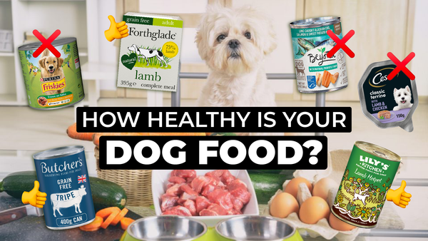 dog surrounded by healthy and not so healthy food