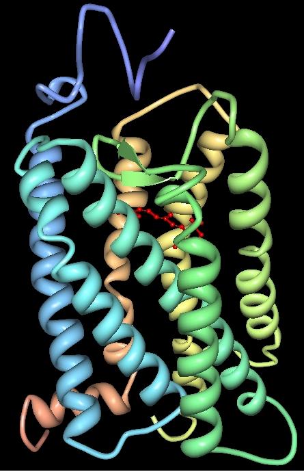 rhodopsin molecule