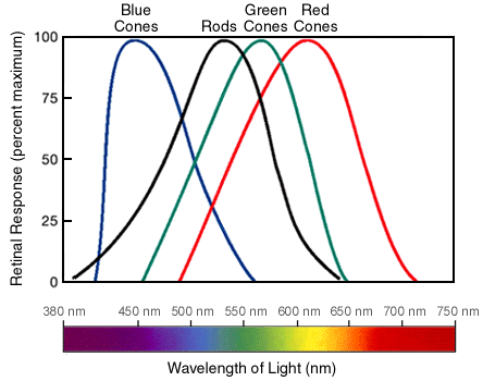 cone color and wavelength absorption