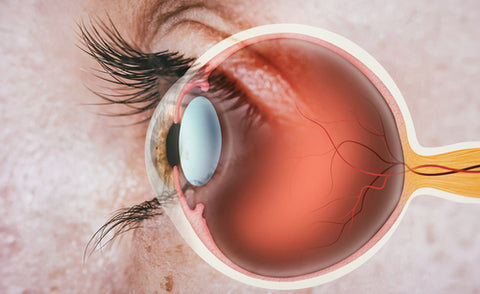 Eye transplant retina