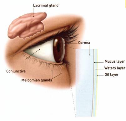 lacrimal gland and tear film
