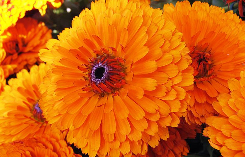 marigold flowers photograph