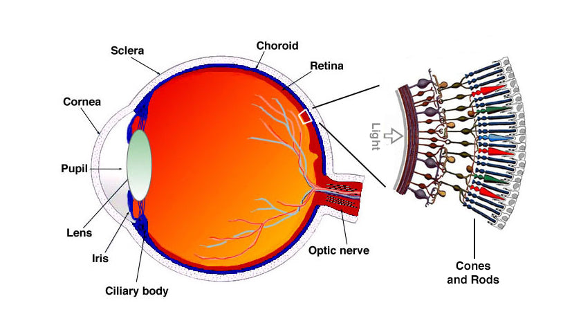 rods and cones in the retina