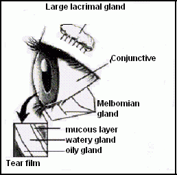 layers of tear film