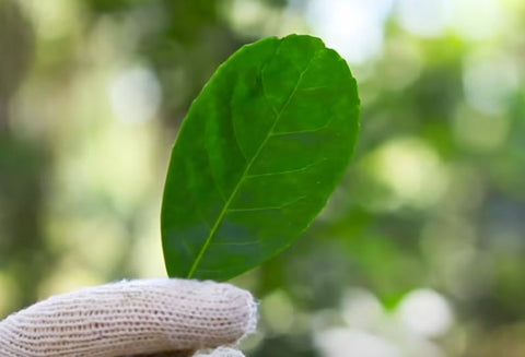 Feuille de maté bio - Biomate - Yerba mate