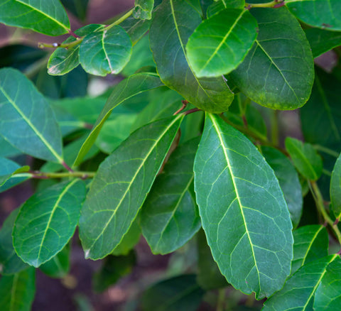 Branche de feuilles de yerba maté bio - biomate