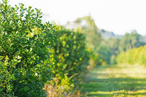 Plantation Guarani - maté vert bio - arbre ilex paraguensis - yerba mate