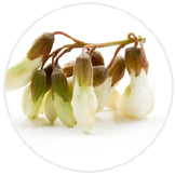 Quercetin_Capsules_S3_icon_65c1ccd2-effe-49f3-9f50-4d2e7ae18d33