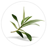 Total_Olive_S3_icon_e384a9c7-8886-4c6f-8b1f-944c7b3c8307
