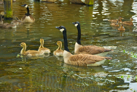 Canadian geese and their goslings