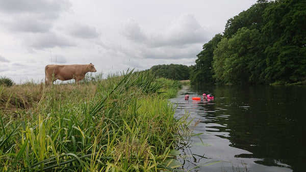 Landscape photo with a cow on the riverbank and Judie and Kitty in the water