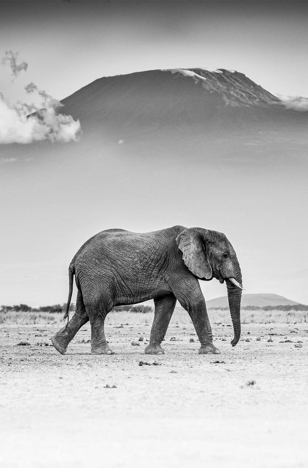 Amboseli