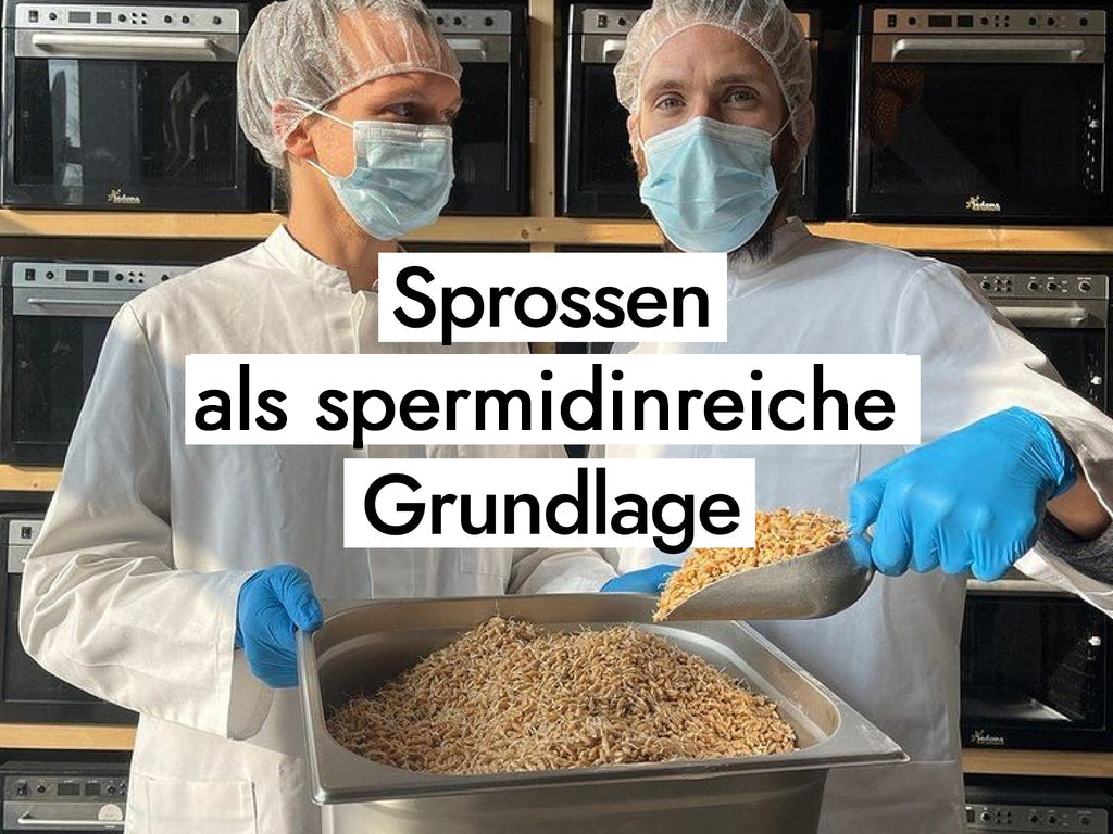 Sprossen als spermidinreiche Grundlage