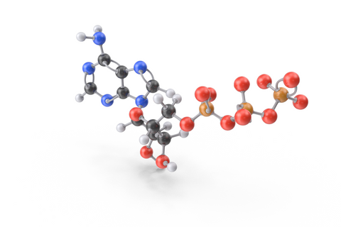 Adenosintriphosphat