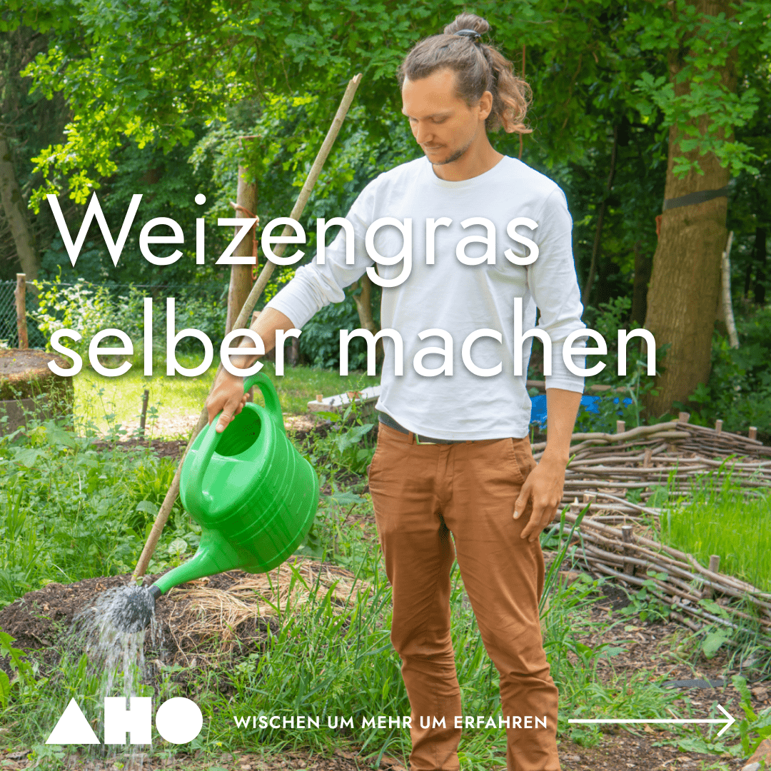 AHO Weizengras selber machen 