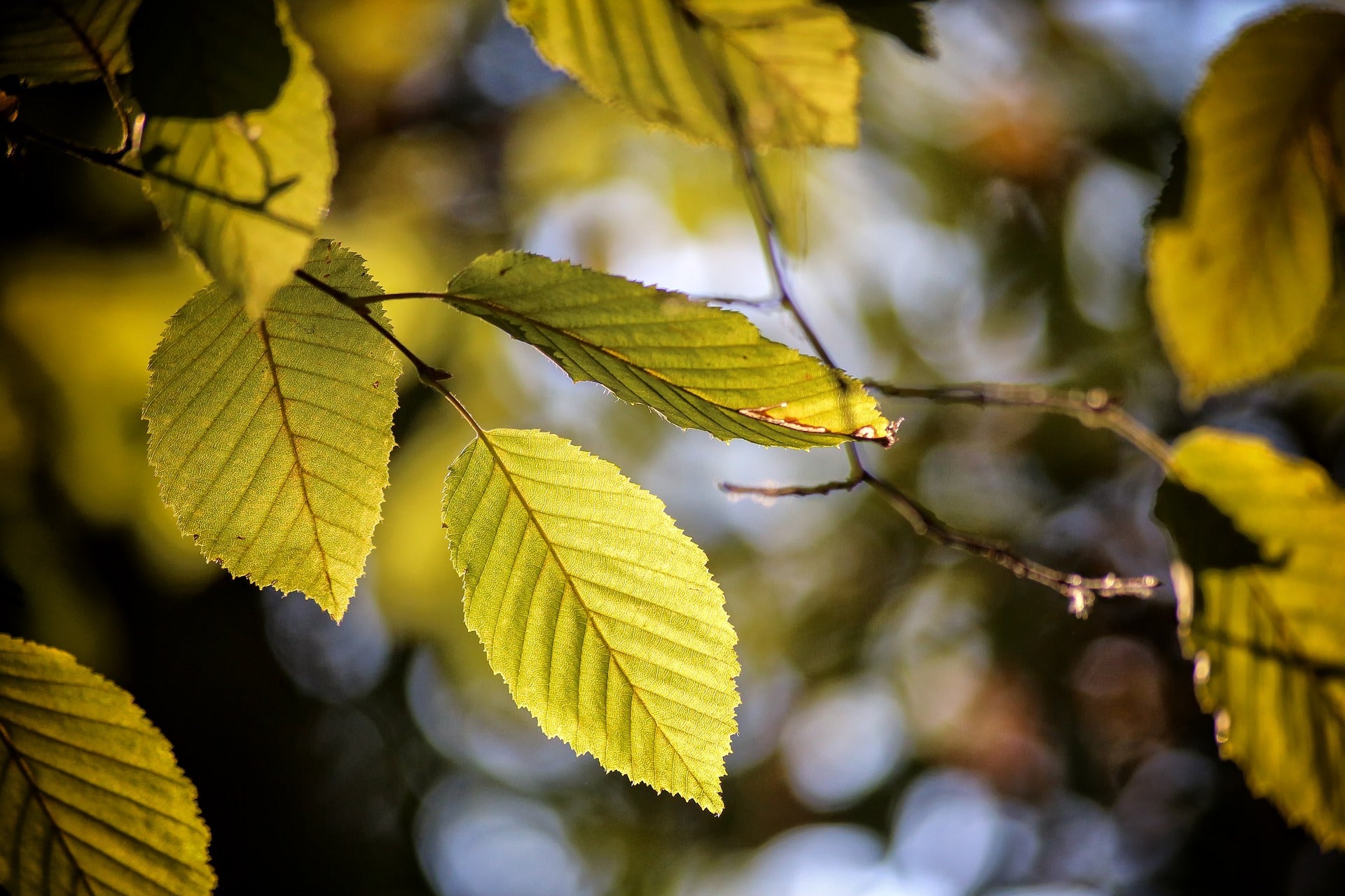 Buchenblätter AHO.BIO Wald Echte Nachhaltigkeit