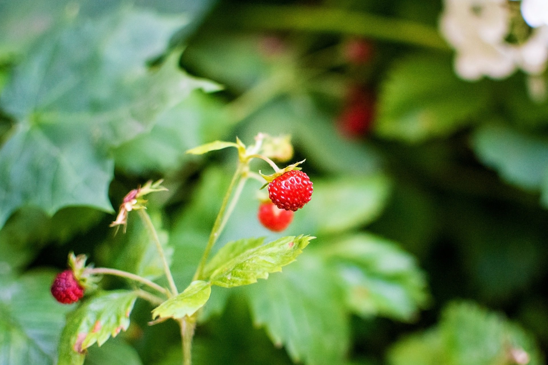 Walderbeeren AHO Gesund