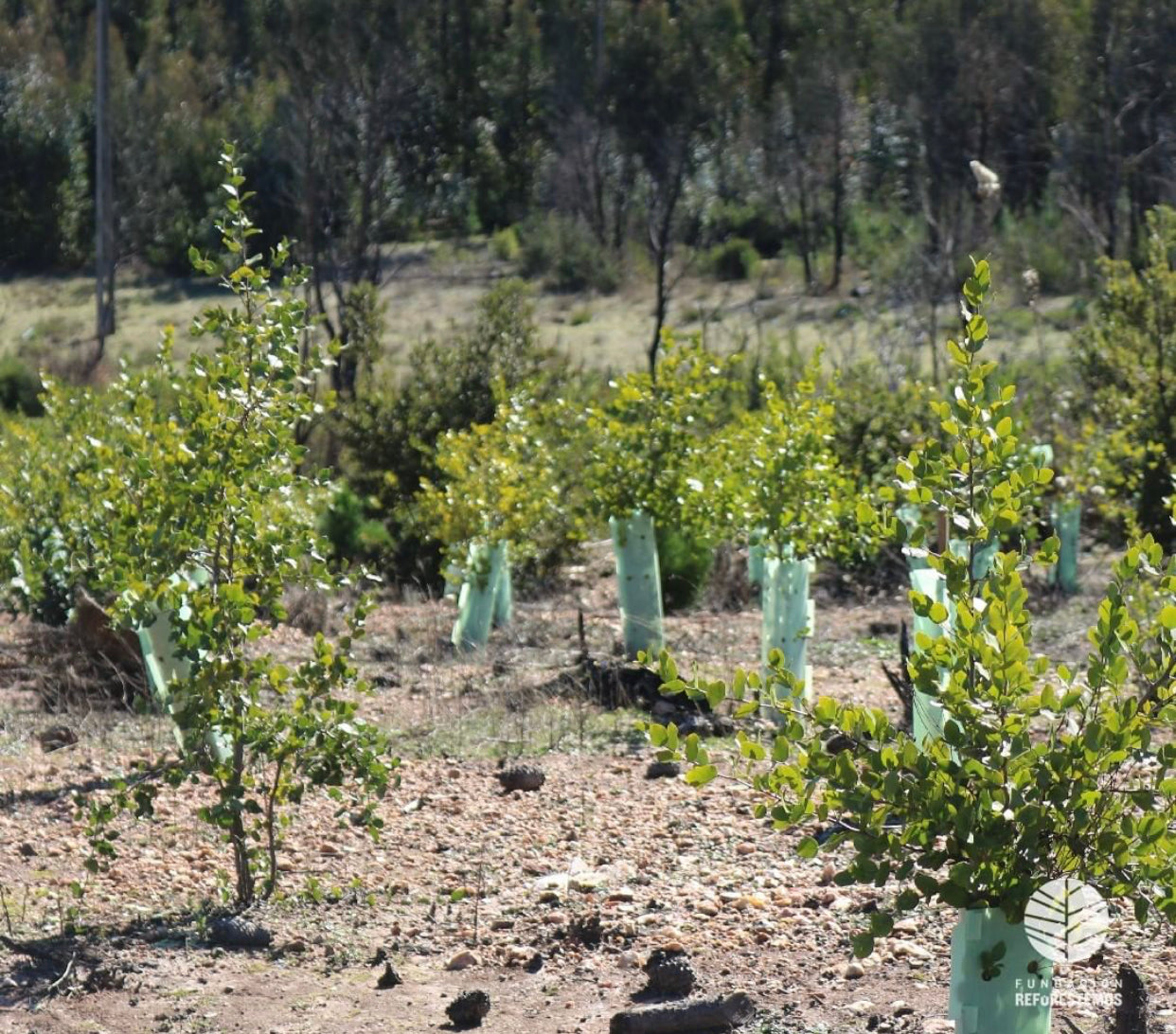 Planta un árbol conmemorativo – Memoriales