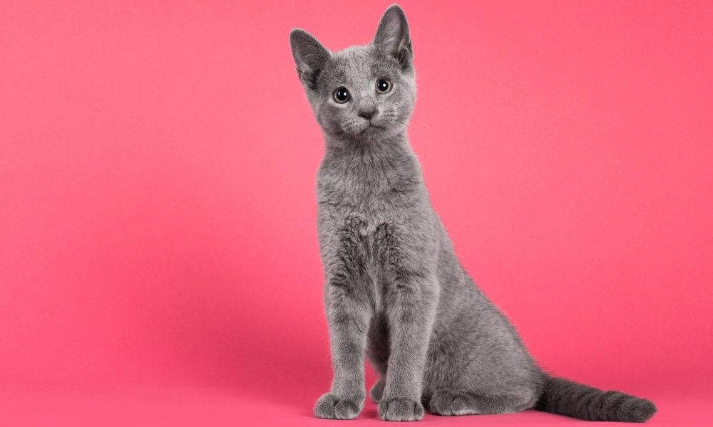 Un chaton bleu gris à adopter est au centre de l'image. Il regarde l'objectif avec de grands yeux. Le fond est rose.