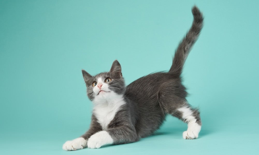 Un magnifique chaton blanc et gris est au centre de l'image. Il regarde vers le haut de l'image. Le fond est bleu.