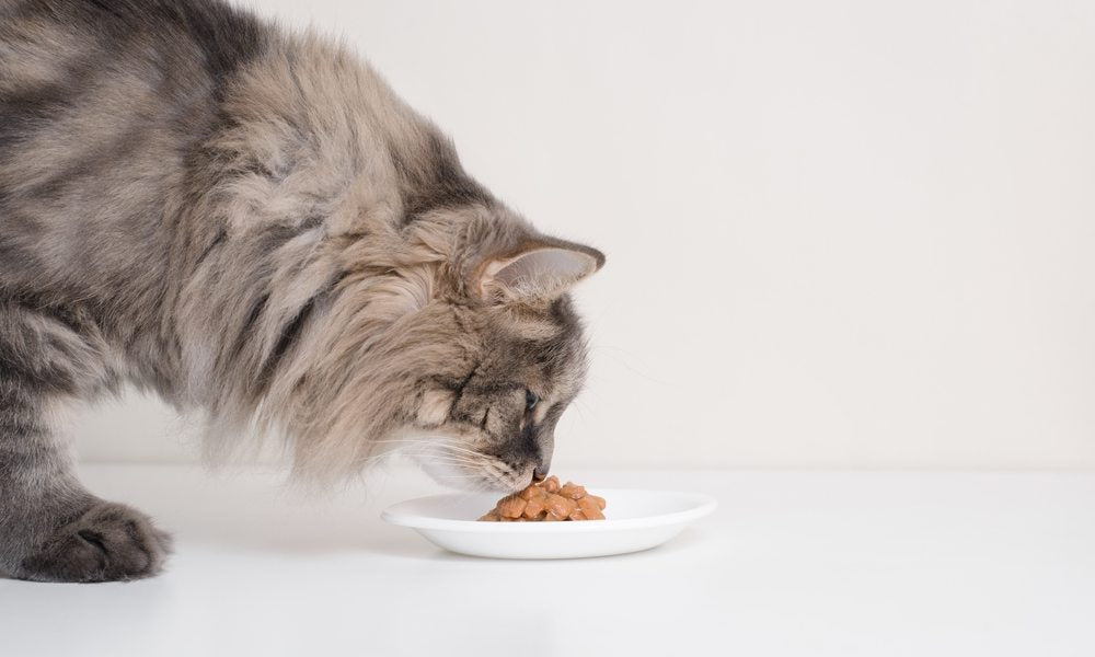 Quelle est l'alimentation idéale pour son chat ?