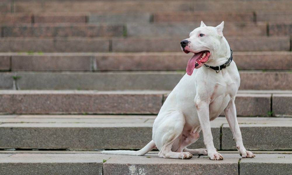 Un argentina dogo dog est au centre droit de l'image. Le chien de race tire la langue et regarde vers la gauche. Il est assit sur des marches.