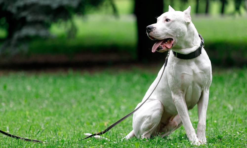 Un chien argentino dogo dog est au centre droit de l'image. Il est assit, tenu en laisse et regarde vers la gauche. L'animal est dans un parc vert.