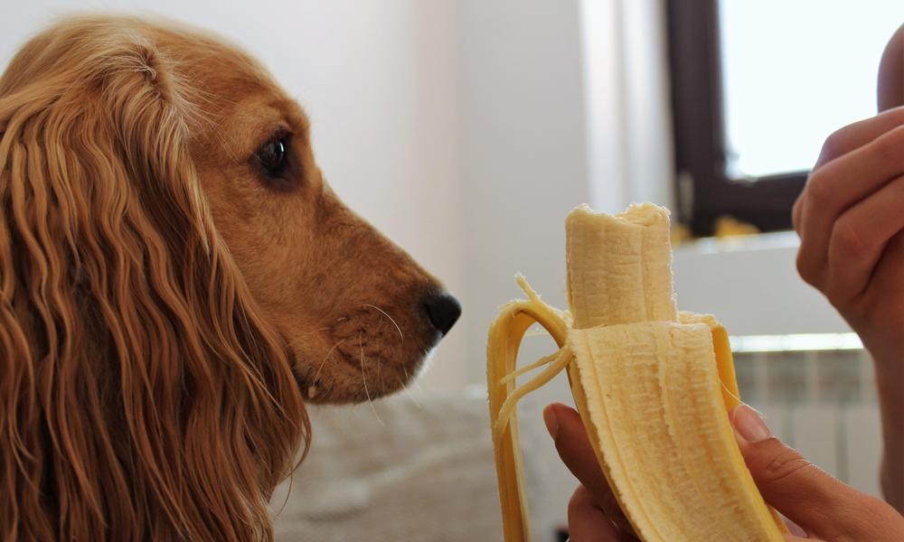 Une banane est tendue par une main, ce fruit est bon pour les chiens. Le chien beige regarde la banane. Le fond est flou.