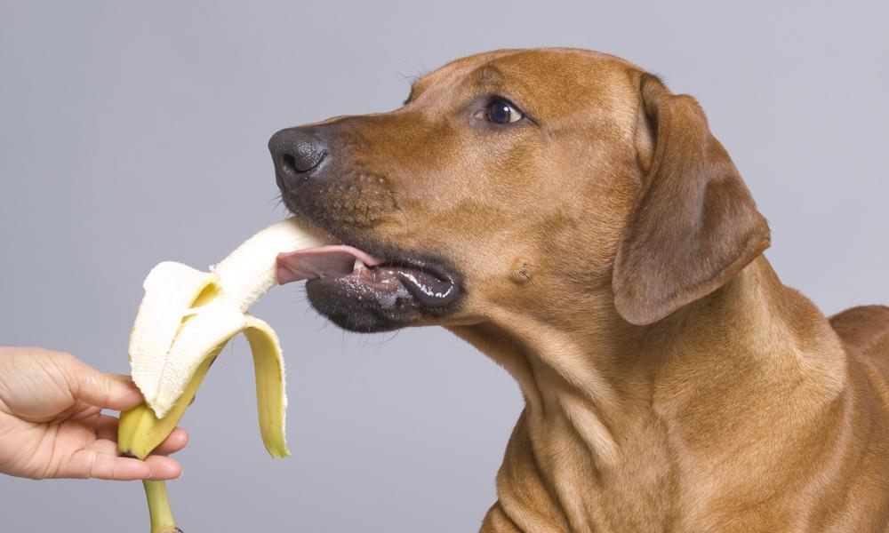 Une main tend une banane à un chien, un fruit qui n'est pas toxique pour eux. Le chien marron mange la banane. Le fond est gris.