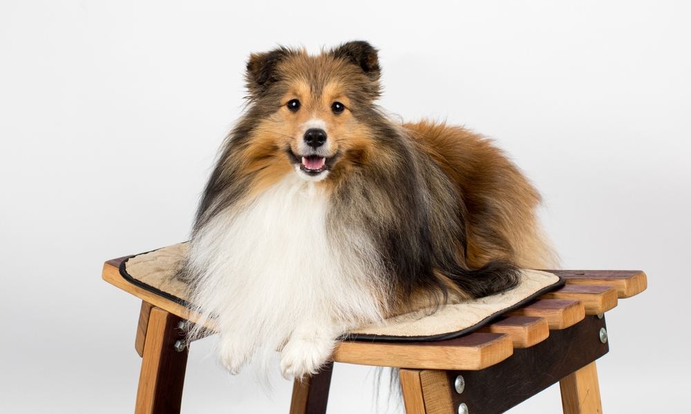 Un berger shetland est assit au centre de l'image sur une chaise en bois. Le chien regarde l'objectif et sourit.