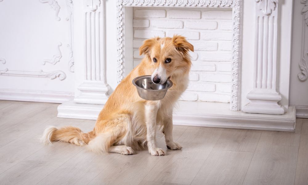 Un bergers de shetland est au centre de l'image. Il tient dans sa gueule une gamelle en fer. Le chien est assit.