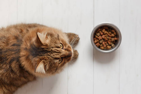 Alimentation sans céréales pour chat