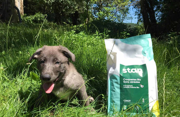 L'abonnement de croquettes pour chiens : comment ça marche ?