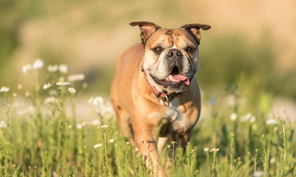 Un buldog continental est au centre de l'image est gambade dans de l'herbe. Il tire la langue et regarde l'objectif. Le fond est flou mais on imagine un espace vert.