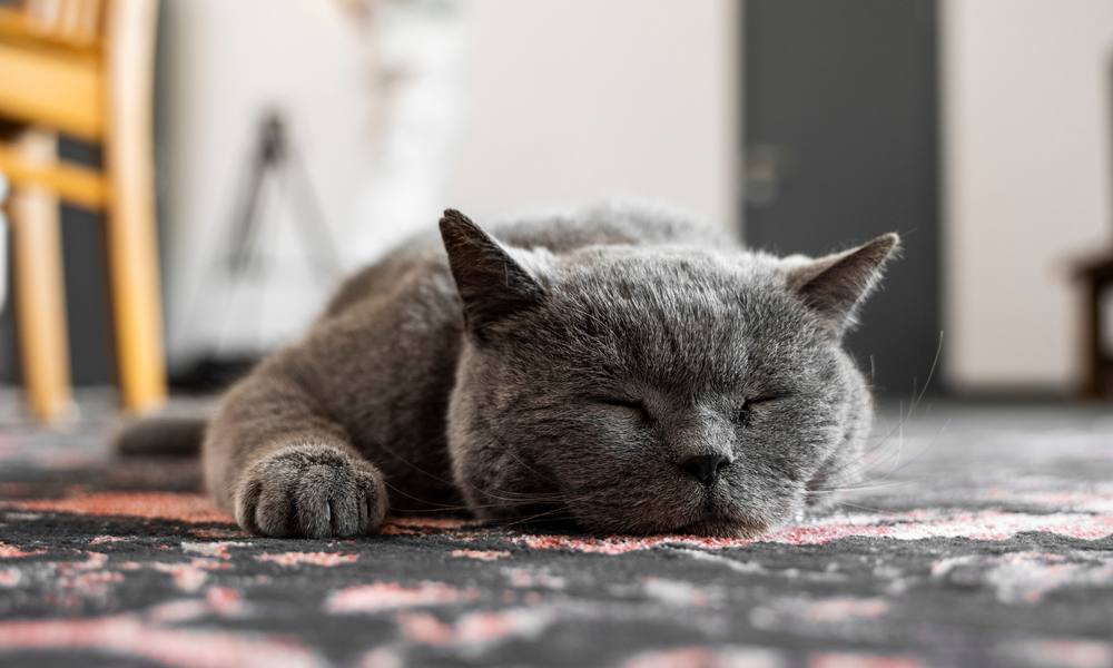 Un chartreu chat gris est allongé sur le sol. Il a l'air heureux et dort. Le fond est flou.