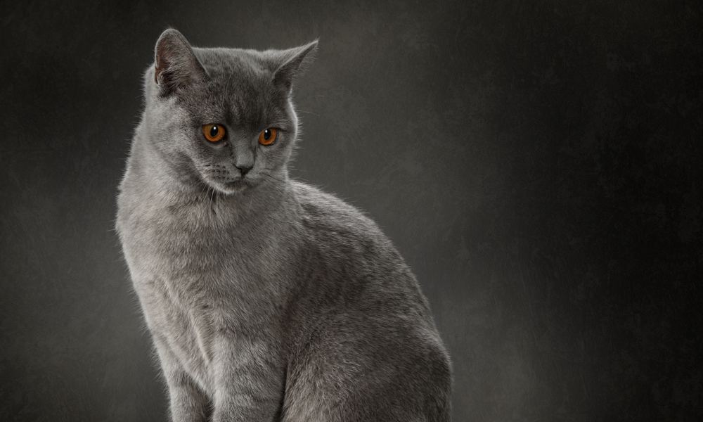 Un chat chartreuc gris aux yeux cuivre est au centre de l'image. Il regarde vers le bas, à droite. Le fond est gris.