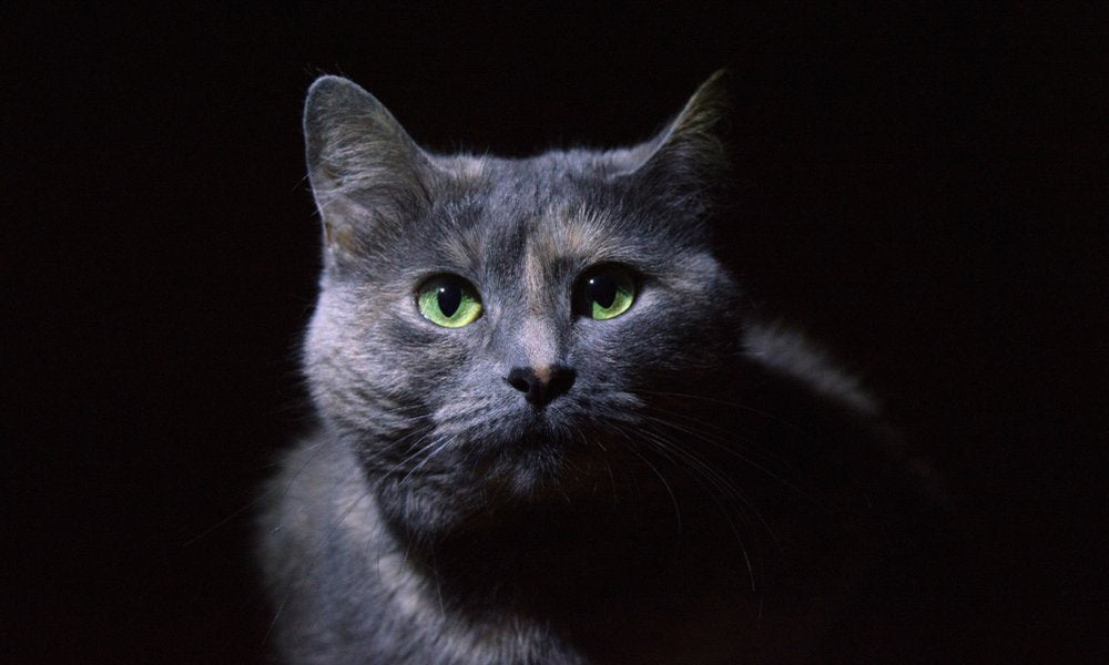 Un chartreux chat gris aux yeux verts est au centre de l'image. Il regarde l'objectif. Le fond est noir.