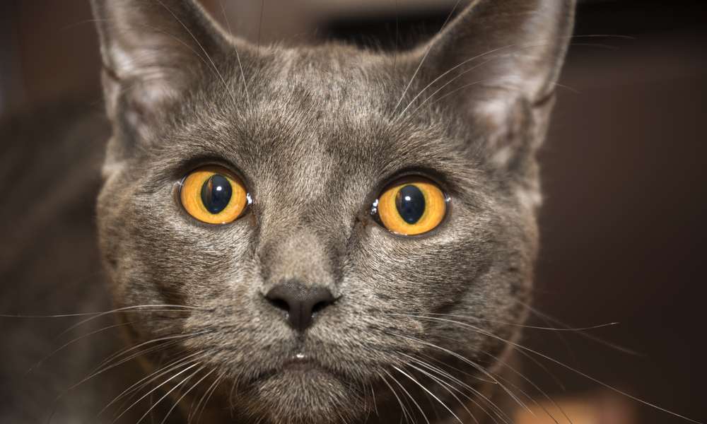 Le chartreux est un chat qui coûte un prix conséquent de part la rareté. Le chat gris aux yeux jaune or regarde l'objectif.