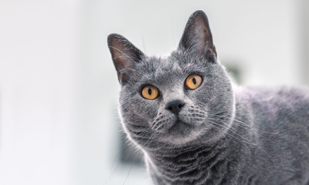 Un chat chartreux bleu-gris est au centre de l'image. Ses yeux couleur jaune or regarde vers l'objectif. Le fond est flou.