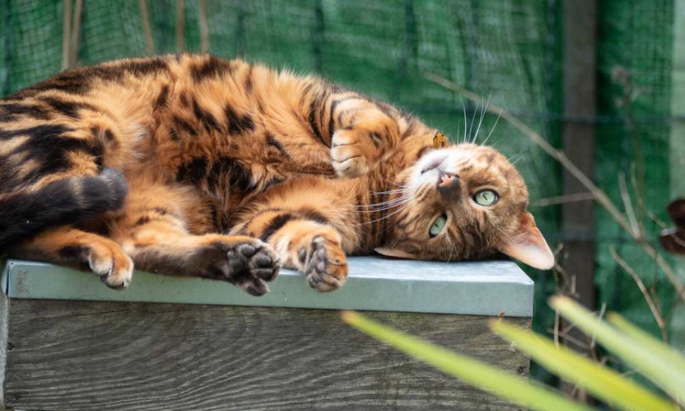 Un chat bengal est allongé sur du bois, il regarde l'objectif. Le prix d'un chat de race est élevé car c'est un félin rare.