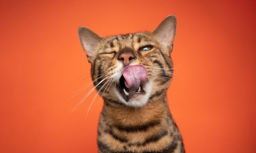 Un chat bengale est au centre de l'image. Le chat de race se lèche les babines supérieures. Le fond est orange.