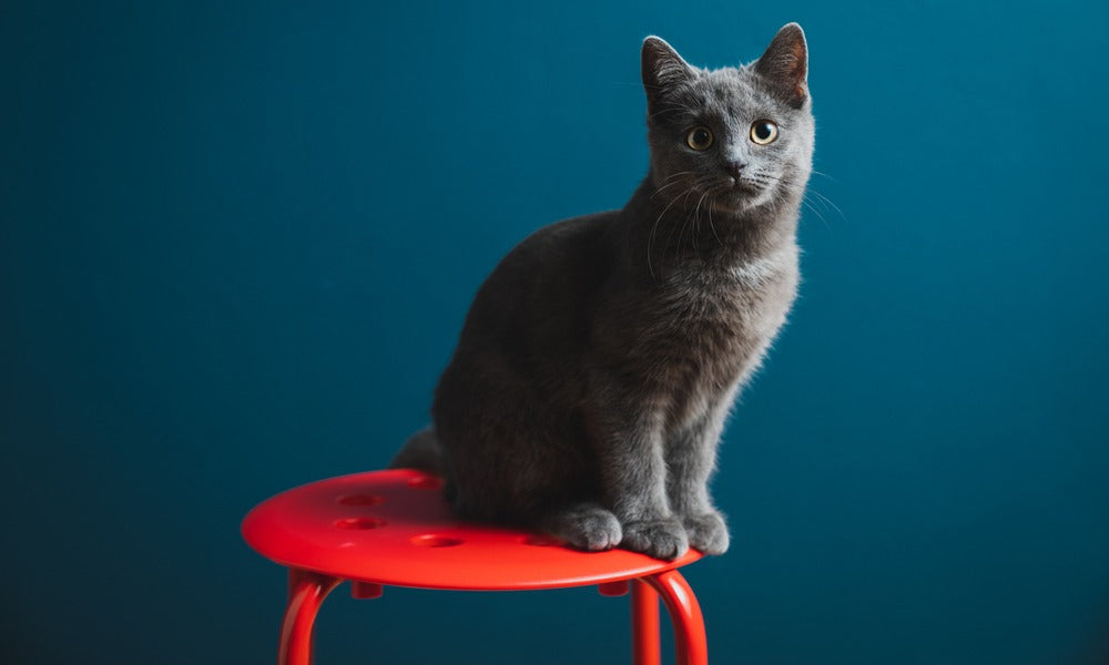 Un chat chartreux de race est au centre de l'image. Il est assit sur un tabouret rouge. Le fond est bleu.