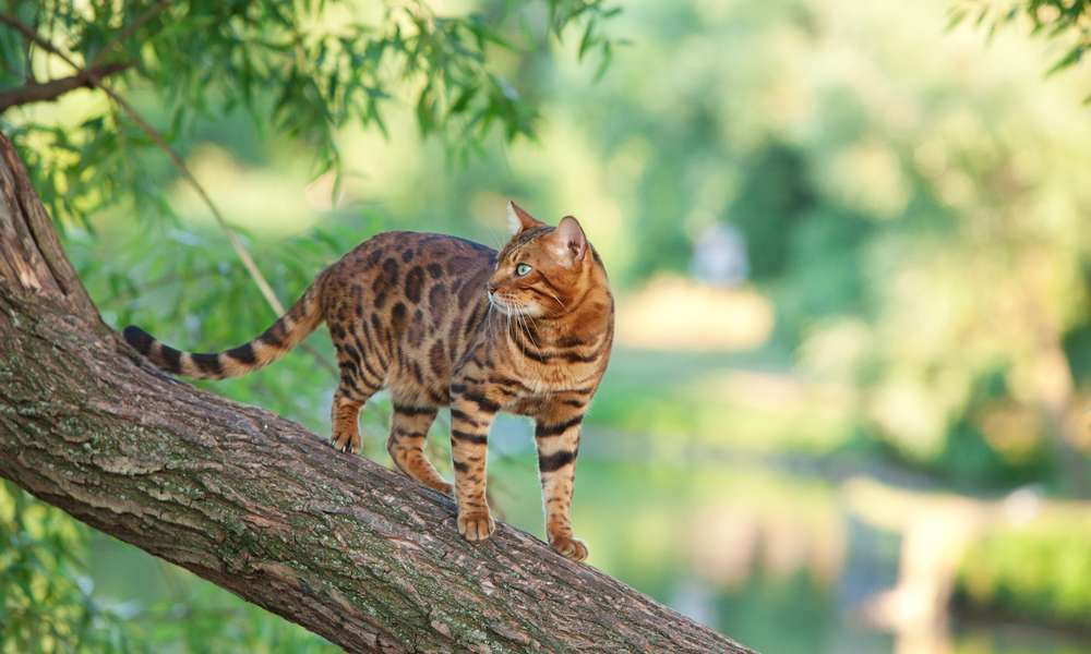 Un chat de bengal est sur un arbre. On dirait une panthère miniature. Le fond est flou mais le félin est dans la nature.