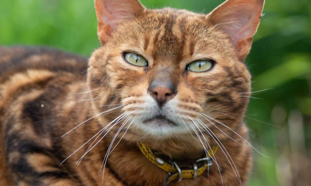 Un chat de bengale est en gros plan. Nous voyons son visage, il plisse légèrement ses yeux verts. Le fond est flou.