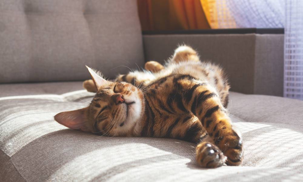 Un chat du bengal est allongé sur un canapé au centre de l'image. Le chat dort et semble heureux.